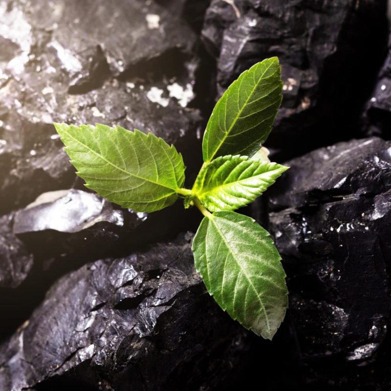 Sprout on Black Coal Rock.