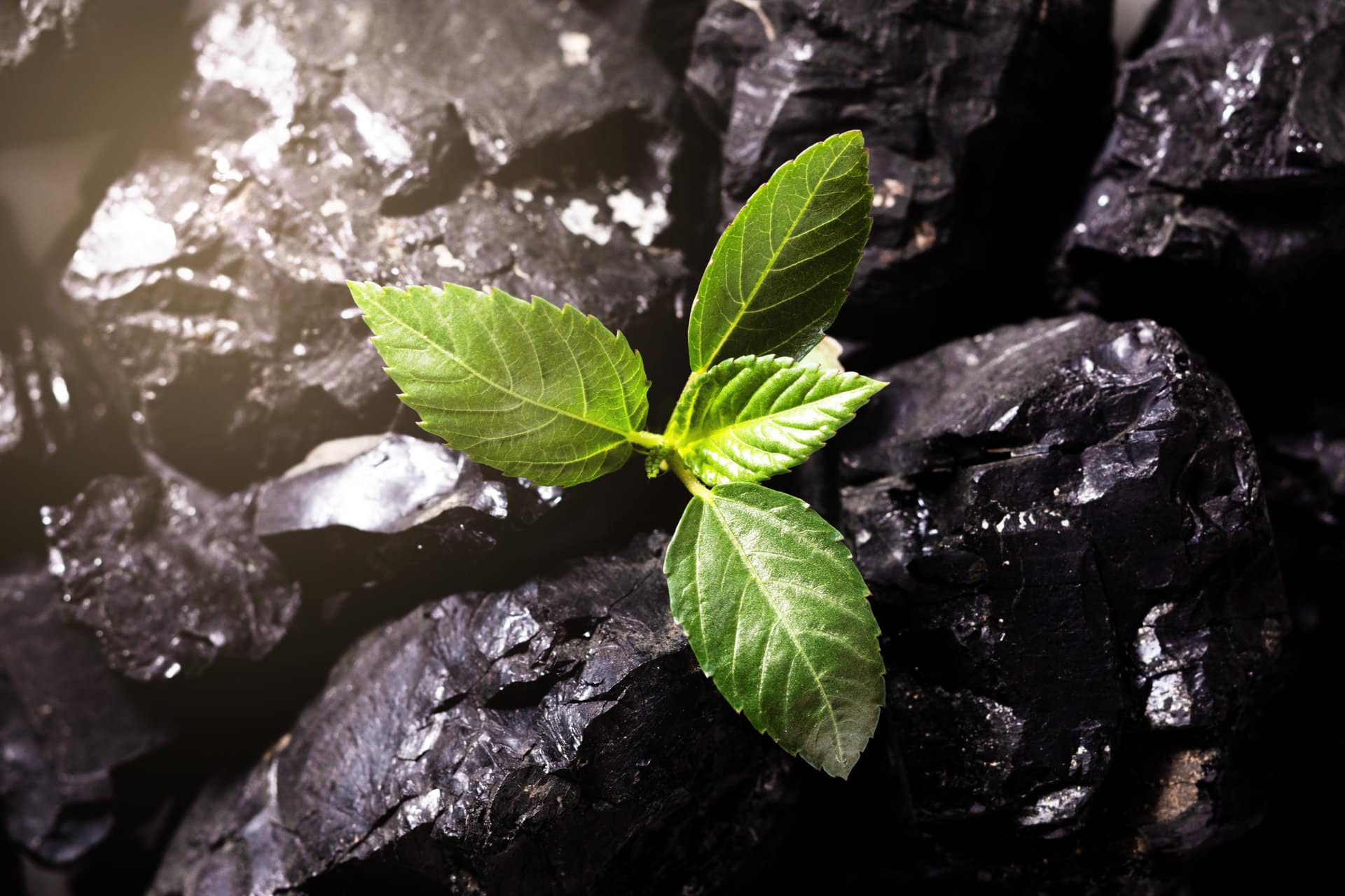 Holte Consulting bidrar gjennom prosjektledelse til å sikre Carbonor AS sitt prosjekt for rensing av 400 000 tonn CO2 i året.
